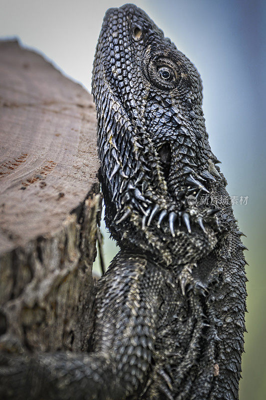 东方胡须龙(Pogona barbata)